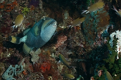 Raja Ampat 2016 - Balistoides viridescens - Titan triggerfish - Baliste titan ou a tete jaune - IMG_4281_rc